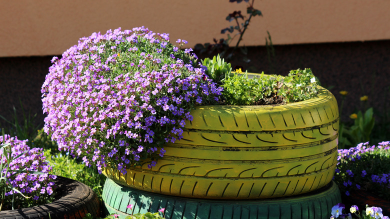 creeping phlox in a diy pot