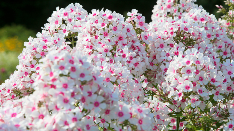 white creeping phlox in a garden