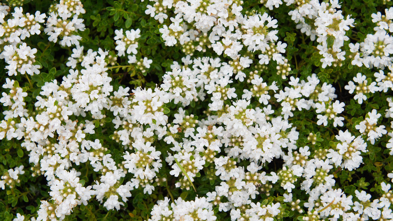 Close up of white moss thyme