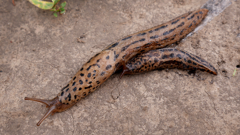 Two leopard slugs in garden 