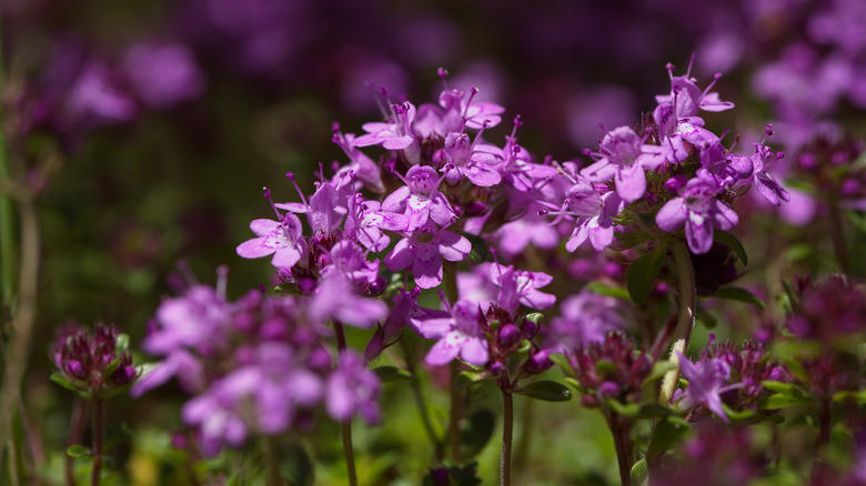 Close up of creeping thyme