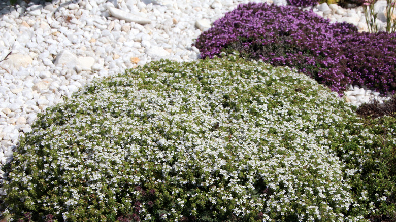 section of creeping thyme in garden