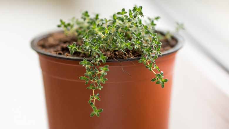 Young potted creeping thyme