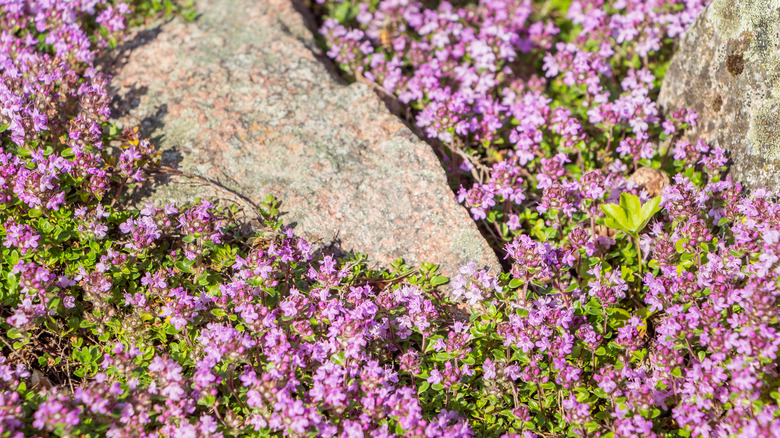 when to plant creeping thyme