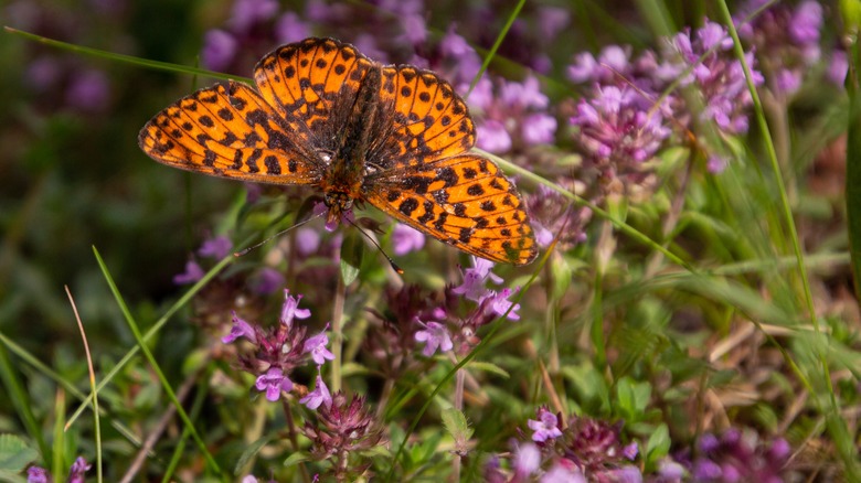 Butterfly with wild creeping thyme