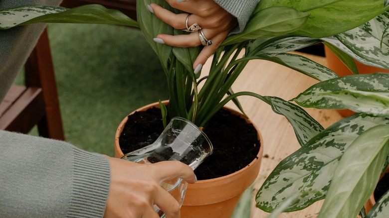 Hands pouring water into Dieffenbachia plant