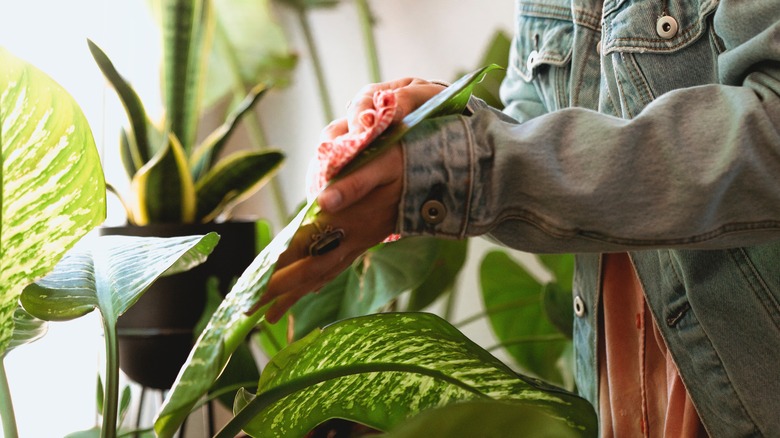 Hands wiping houseplant leaves