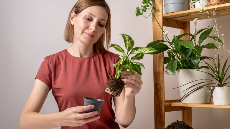 Woman repotting Dieffenbachia plant