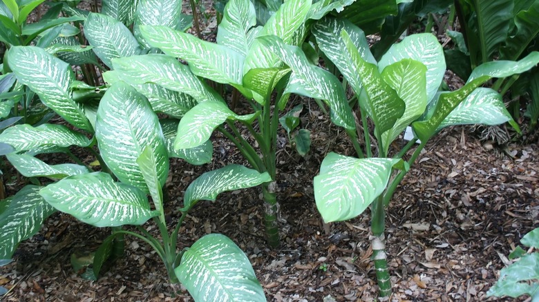 Dieffenbachia plants growing outside