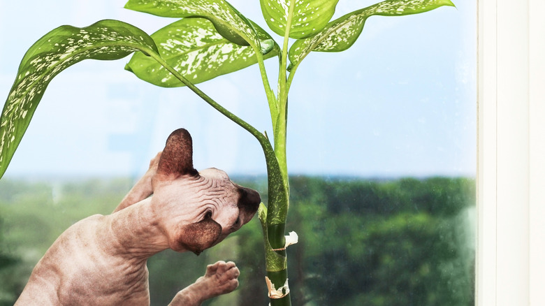 Cat sniffs Dieffenbachia plant