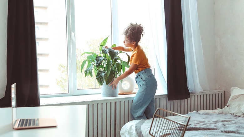 Woman repositions houseplant in window