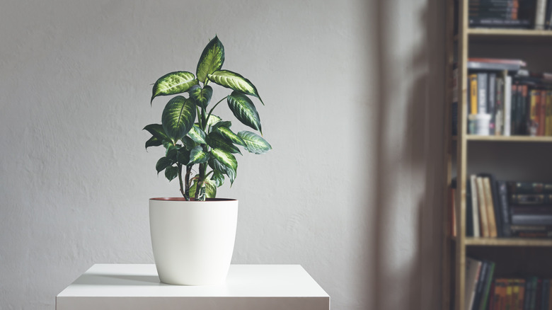 Dieffenbachia plant on coffee table