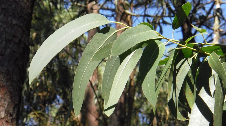 Eucalyptus leaves outdoors