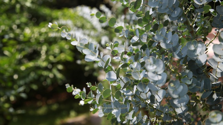 Eucalyptus plant outdoors