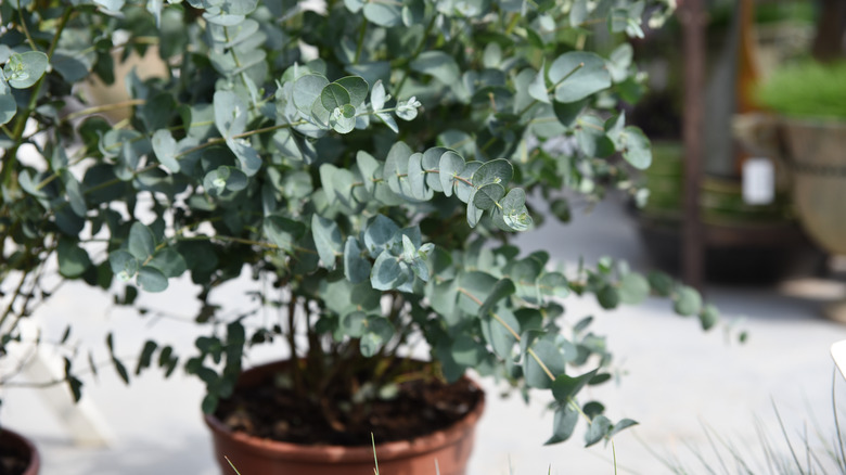 Potted eucalyptus plant