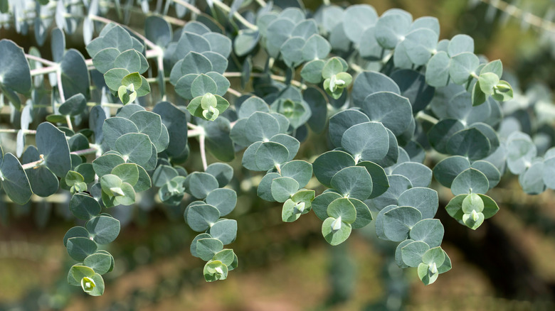 Eucalyptus plant branches