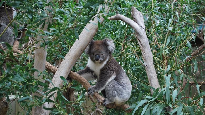 Koala on eucalyptus tree