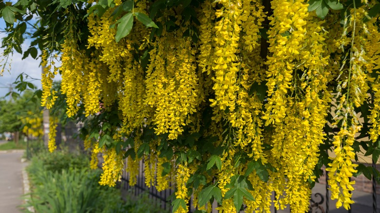 Hanging golden rain tree flowers