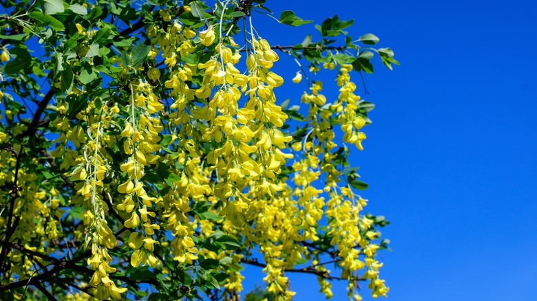 golden rain tree