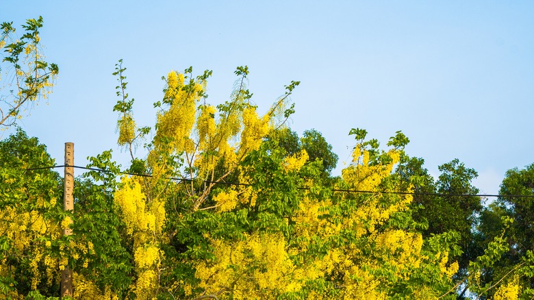 Top of golden rain tree