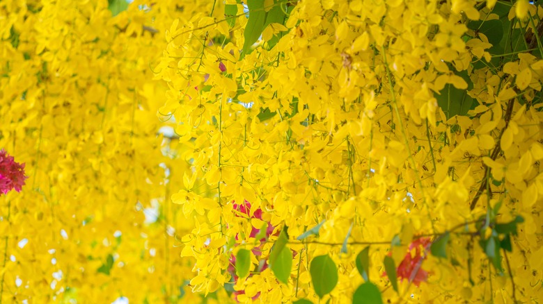 Closeup golden rain flowers