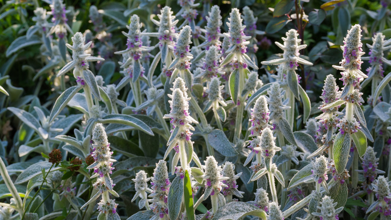 Flowering lamb's ear plant