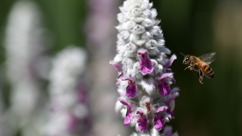 Lamb's ear flower with bee