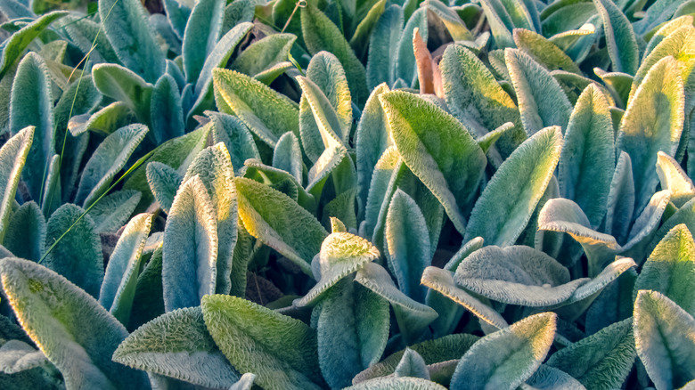 Lamb's ear plant 