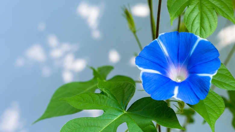 Single blue morning glory bloom