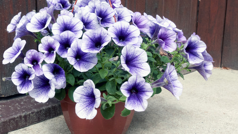Morning glory growing in a pot