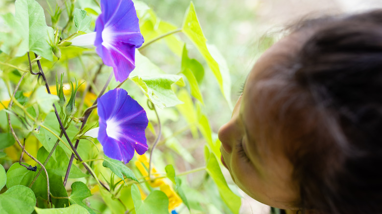 Child looking at morning glory flowers