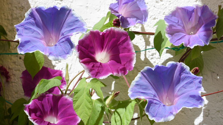 Morning glory blooms in different colors
