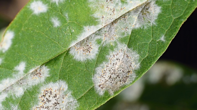 powdery mildew on diseased plant 