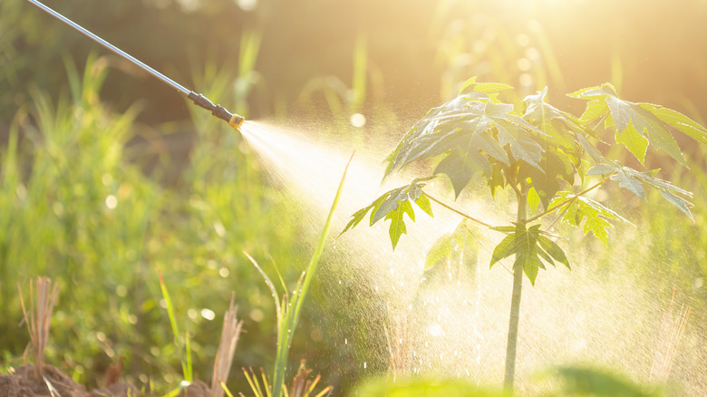 watering young papaya tree