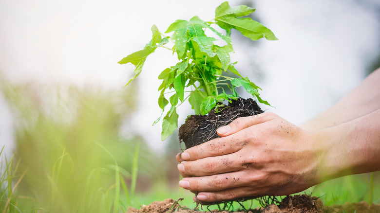 replanting papaya tree