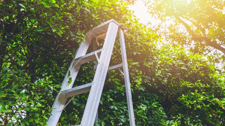 ladder against tree