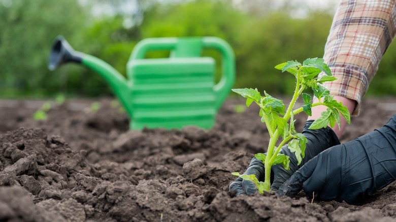 watering can and plant