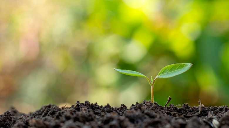 tiny tree plant