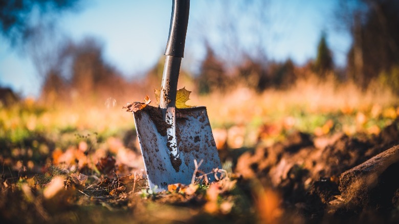 shovel in ground