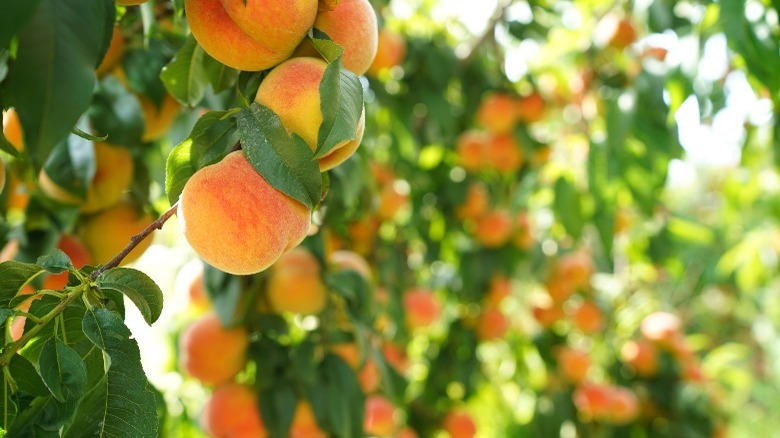 peach trees