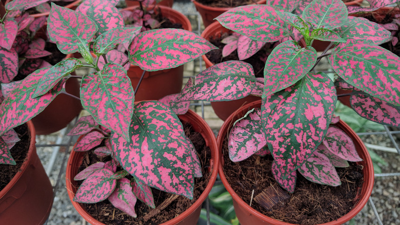 potted red polka dot plants