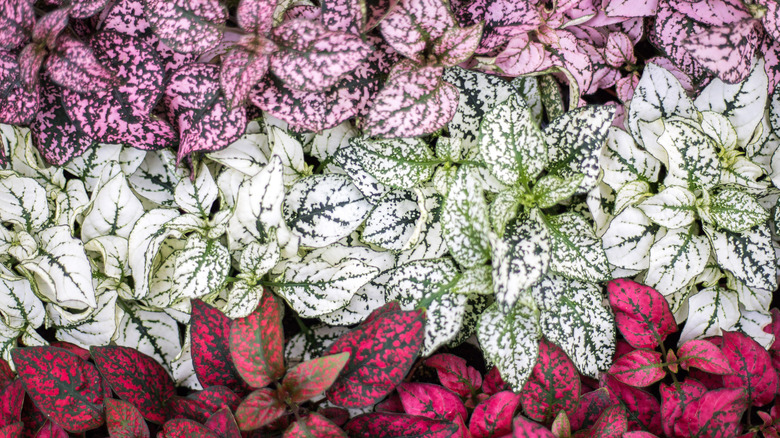 Three varieties polka dot plant