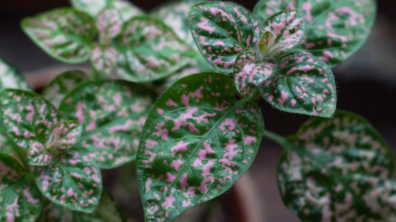 leaves of polka dot plant