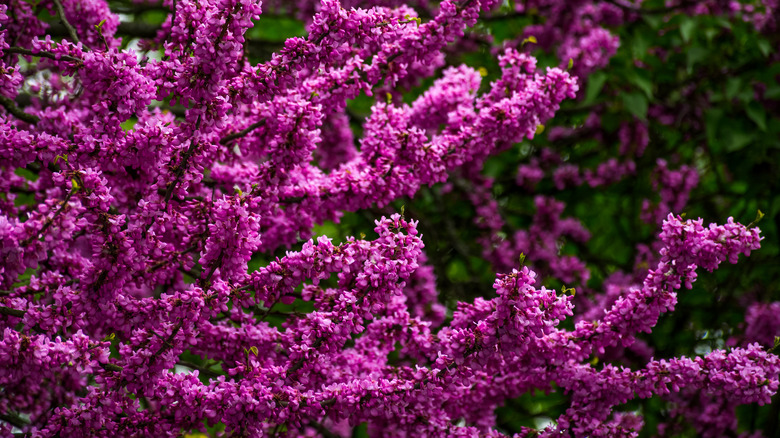 Redbud tree in spring