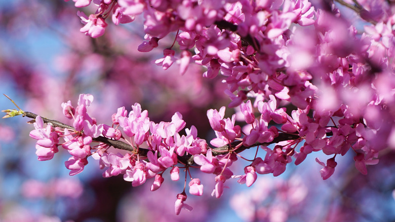 Closeup redbud petals