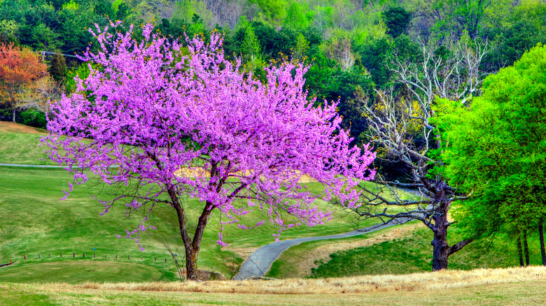 Redbud in Knoxville