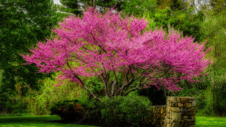 Eastern redbud in a garden