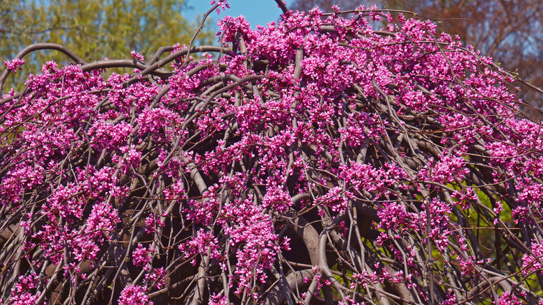 Weeping redbud