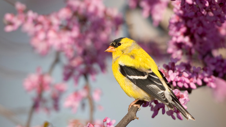 Bird pirched on redbud