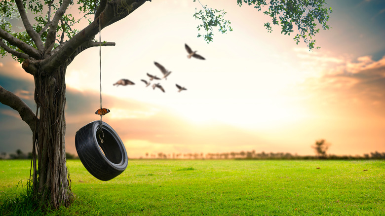 Tire swing hanging from tree